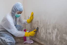 Why You Should Choose Our Mold Remediation Services in Green Knoll, NJ